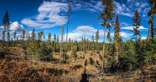 Woods in Northern Idaho